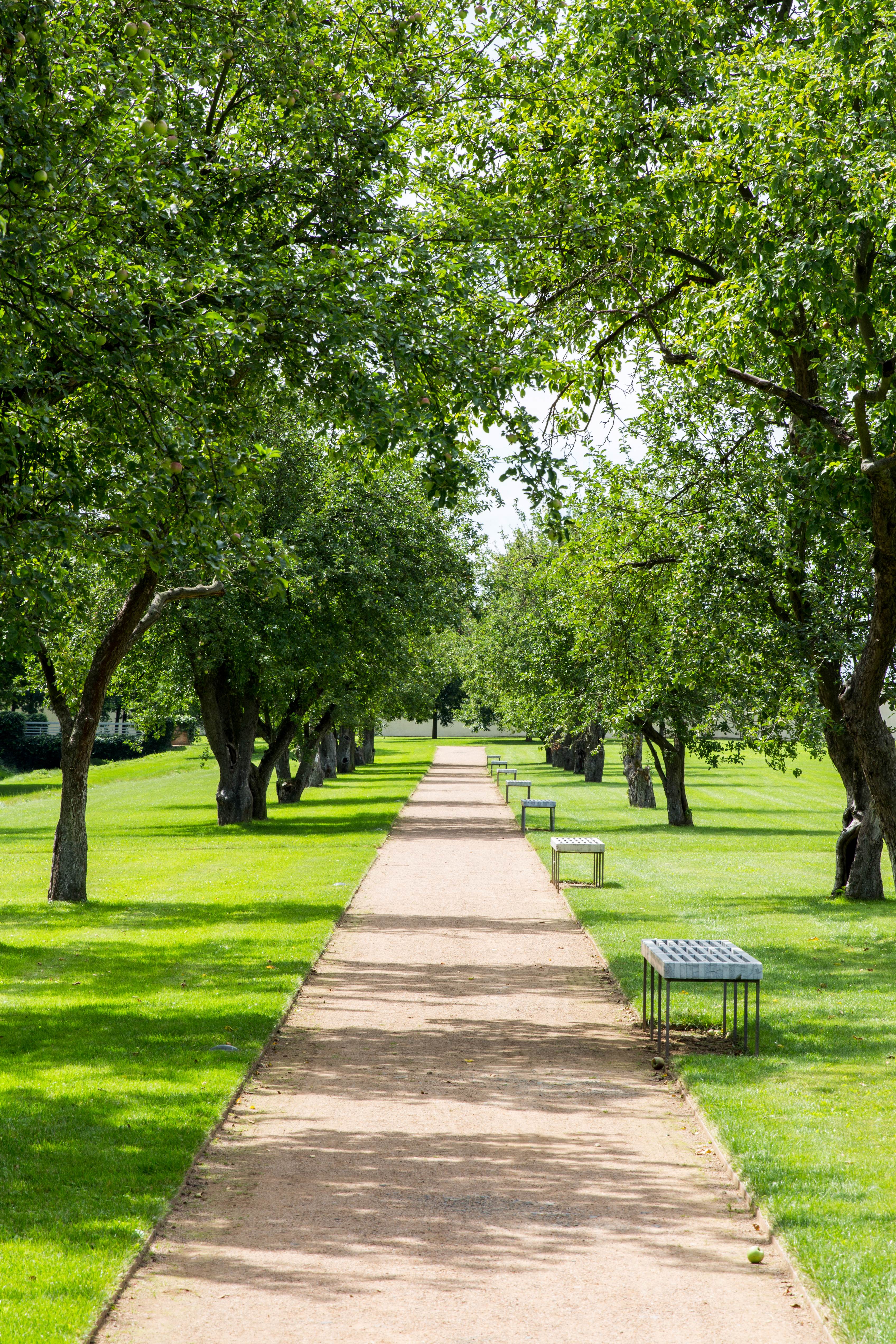 Pathway through green park, with trees on either side and park benches on the right