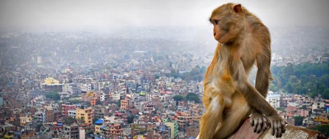Monkey in the foreground against the Kathmandu skyline