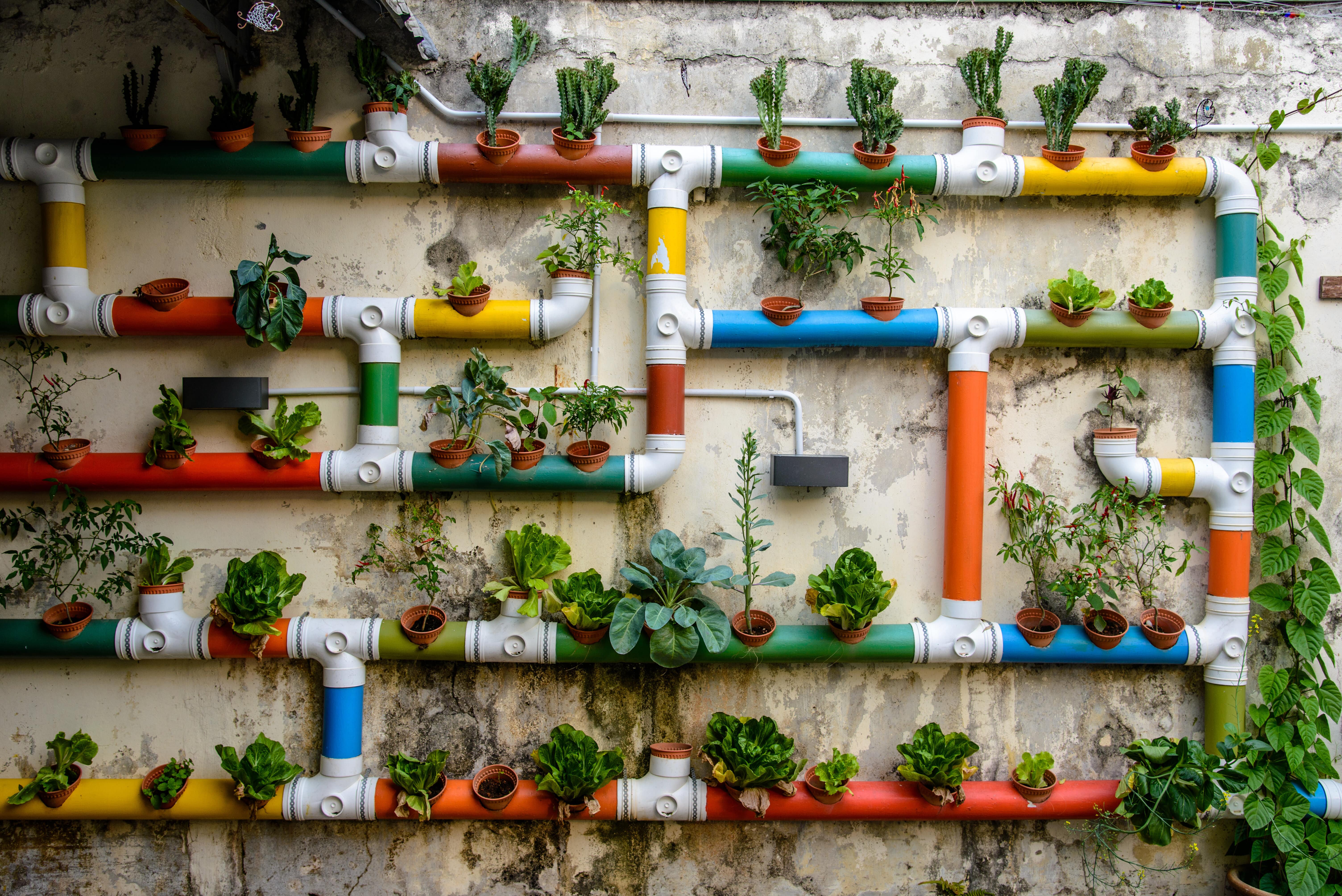 wall of hollowed out pipes with plants growing inside them