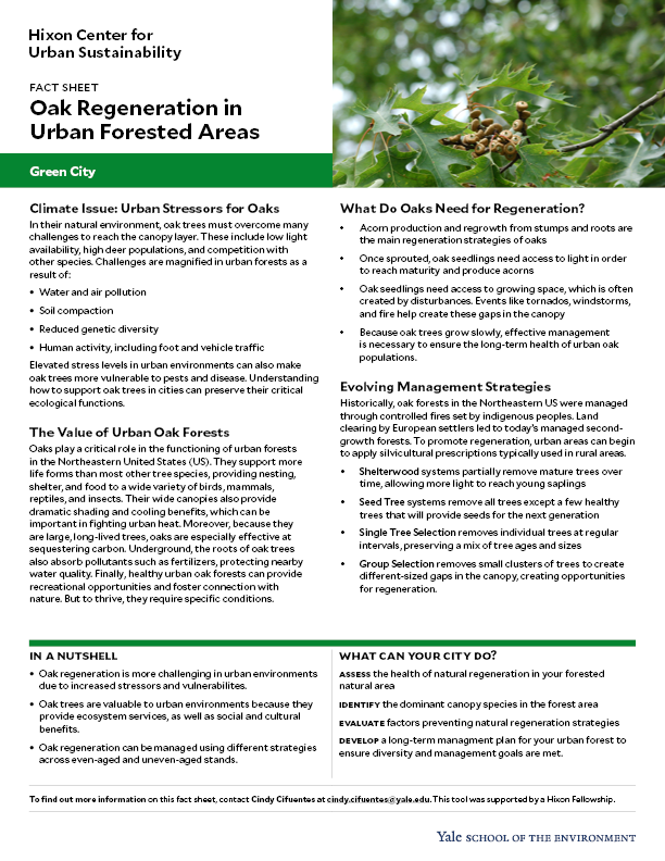Fact sheet on urban oak regeneration