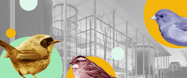 Graphic design of three birds sitting within a yellow circle and green circle with a building in the backdrop.