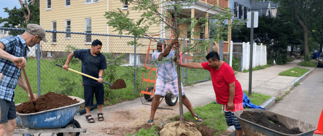 street tree planting in progress, with four men shoveling dirt and supporting tree