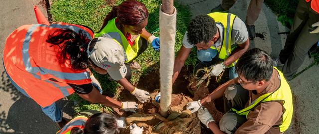 Overhead view of four people planting a tree, wearing neon vests