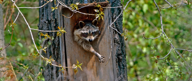 Racoon head poking out of tree trunk with extended paw, with foliage in the background