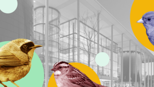 Graphic design of three birds sitting within a yellow circle and green circle with a building in the backdrop.