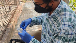 Gabriel Gadsden in a plaid shirt preparing equipment for rodent scat sample collection