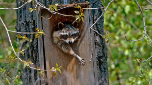 Racoon head poking out of tree trunk with extended paw, with foliage in the background