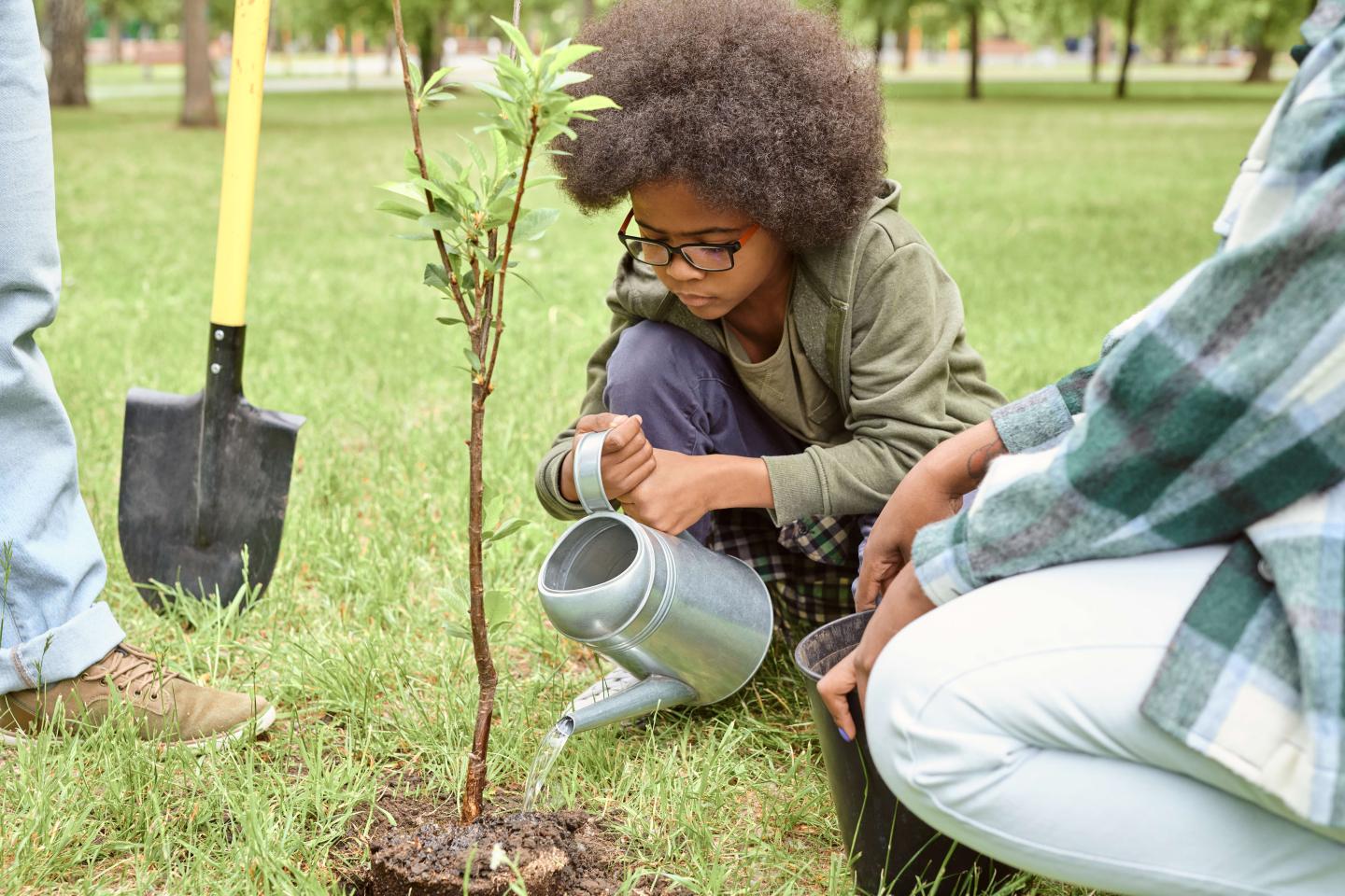 Child watering newly planted sapling in park.