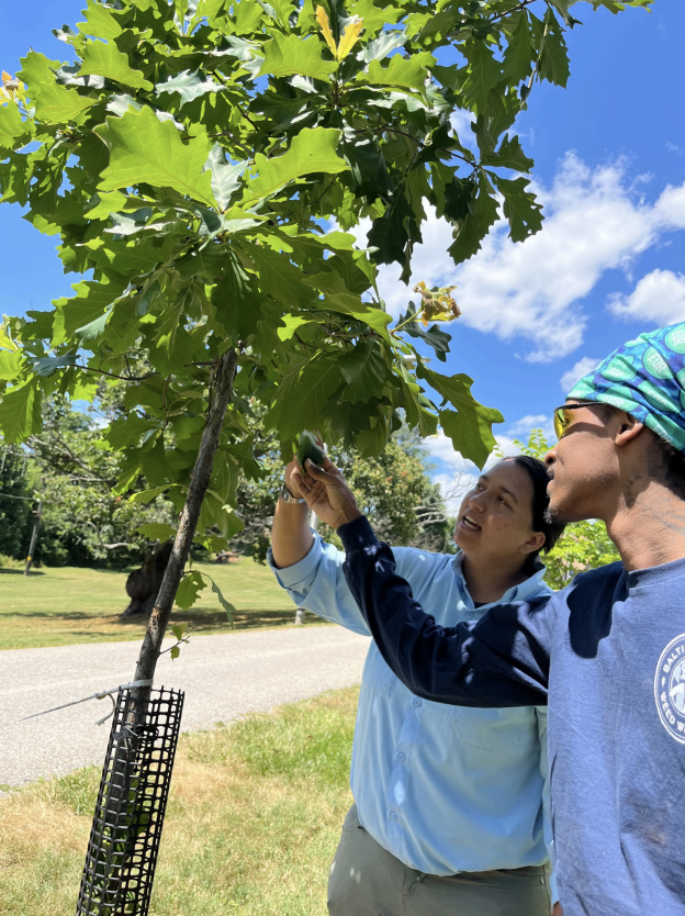 Hixon fellow examining tree health with help