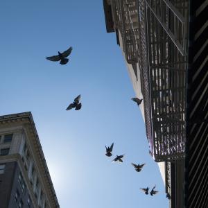 Urban birds