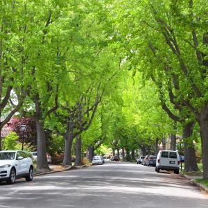 Street trees in California