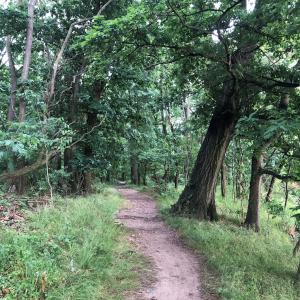 Dirt path through forested area with green trees in full foliage
