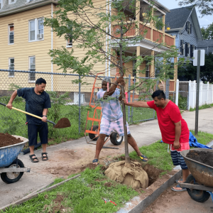 street tree planting in progress, with four men shoveling dirt and supporting tree